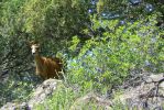 PICTURES/Capulin Volcano National Monument - New Mexico/t_Boca Trail - Deer6.JPG